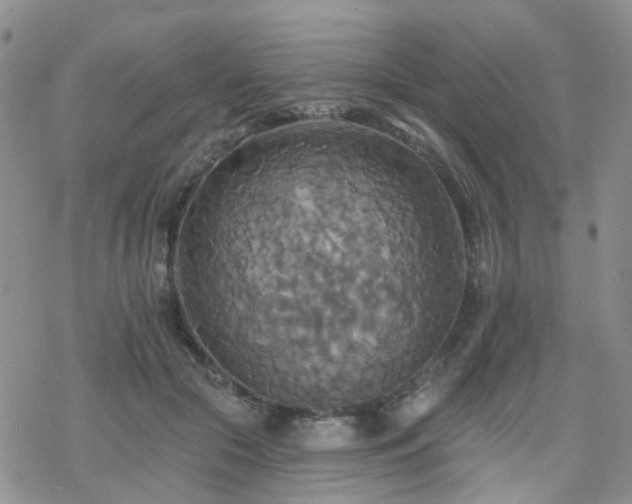 X0000070360553200606091034