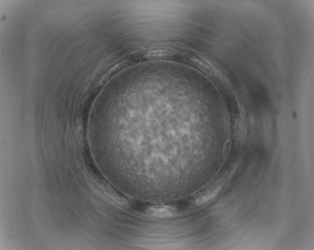 X0000070360557200606091034