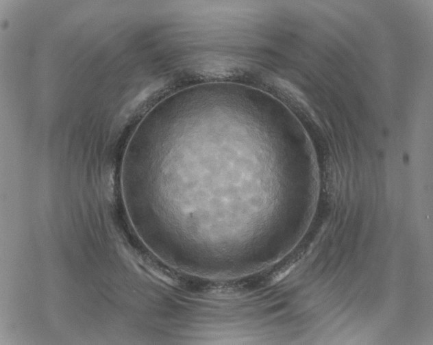 X0000070360596200606091033