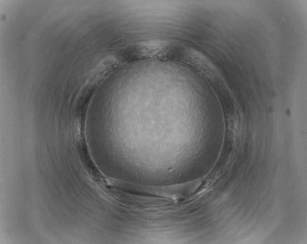 X0000070360602200606091033