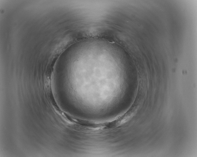 X0000070360624200606091033