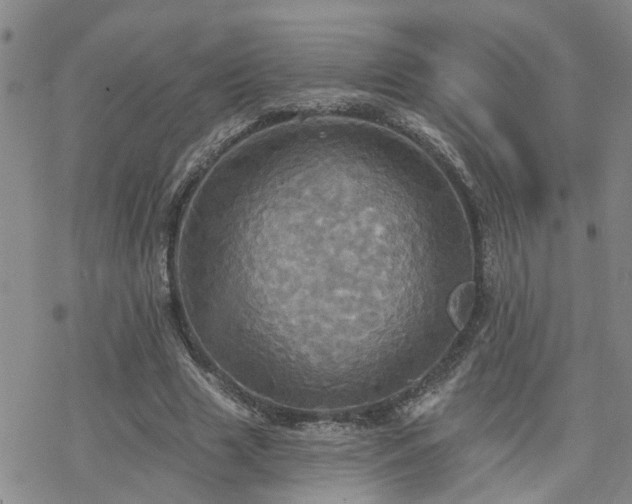 X0000070360633200606091032