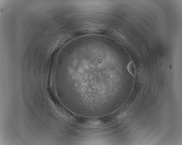 X0000070360642200606091032