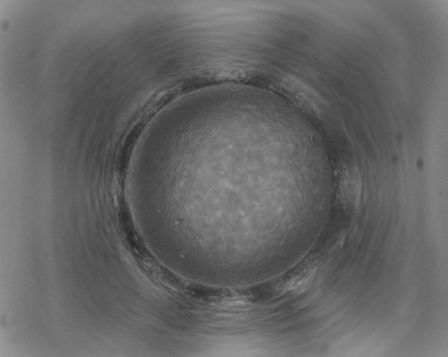 X0000070360643200606091032