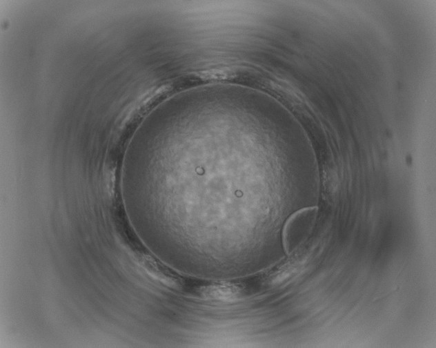 X0000070360652200606091033