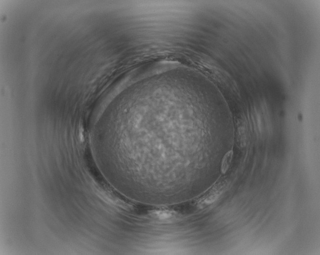 X0000070360654200606091033