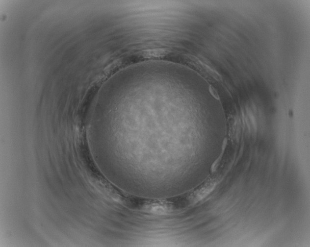 X0000070360655200606091033