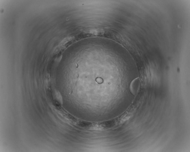 X0000070360656200606091033