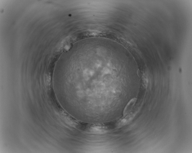 X0000070360657200606091033