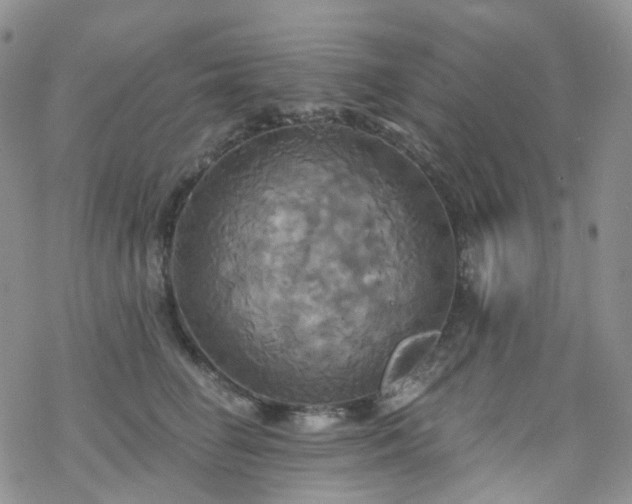 X0000070360662200606091033