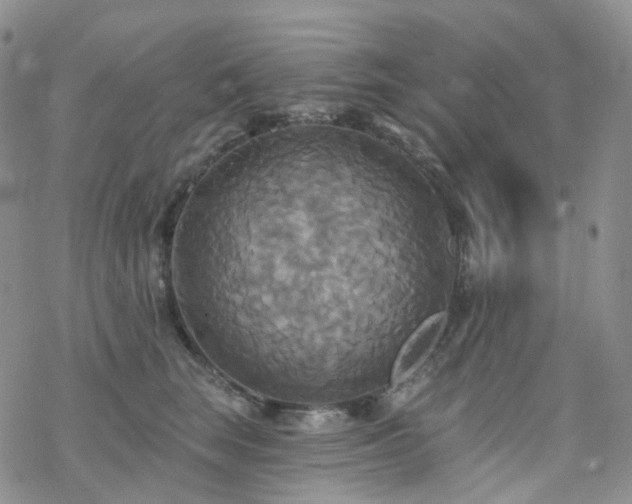 X0000070360663200606091033