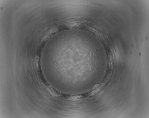 X0000070360664200606091033