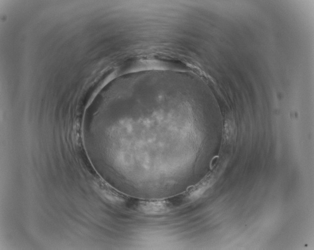 X0000070360671200606091033