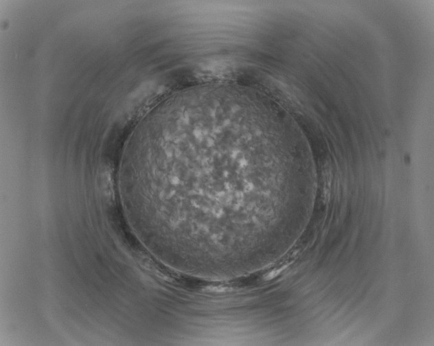 X0000070360699200606091032