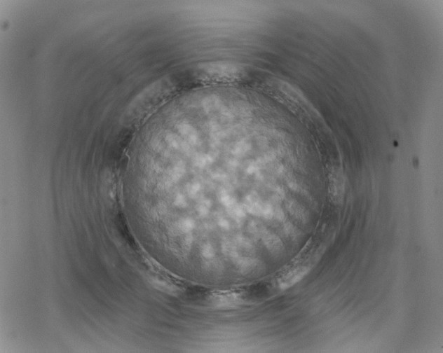 X0000070360701200606091032