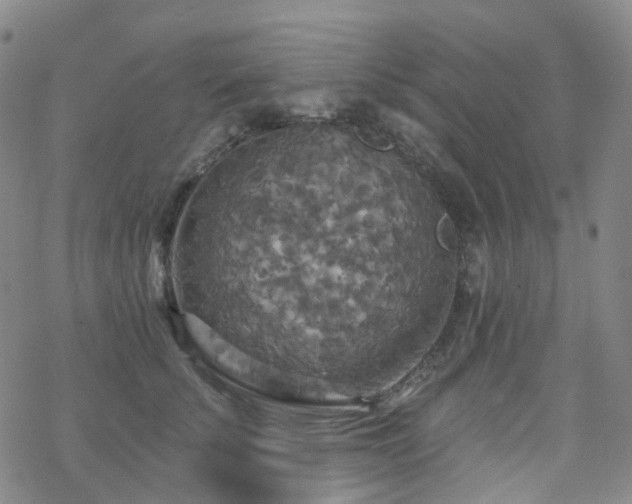 X0000070360707200606091032