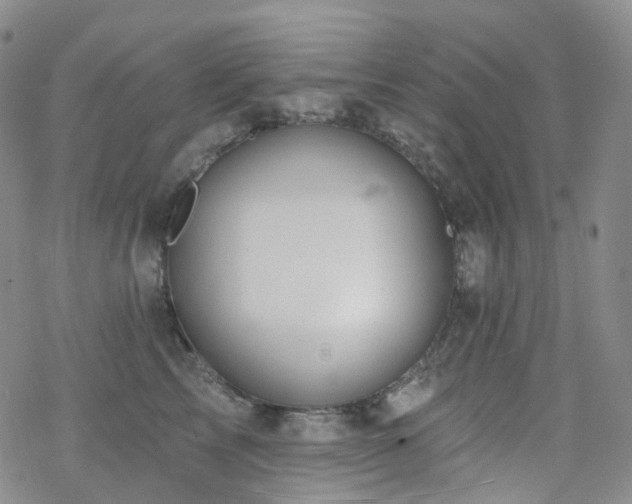 X0000070360713200606091031