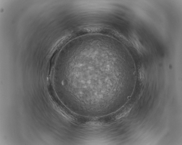 X0000070360733200606091031