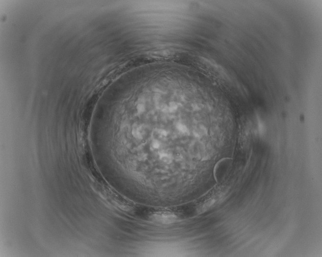 X0000070360749200606091031