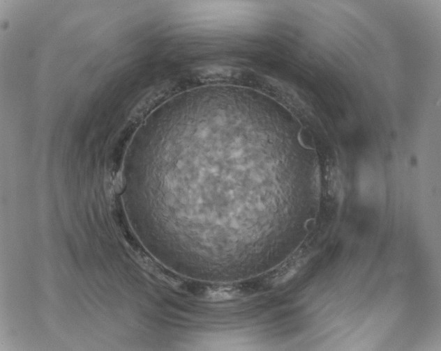 X0000070360753200606091031