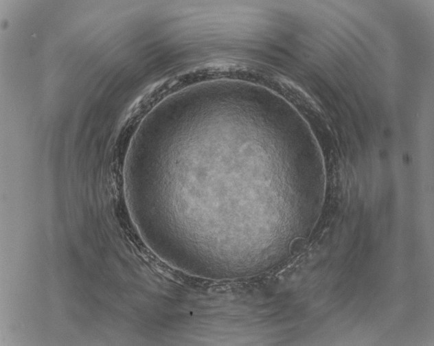 X0000070360776200606091030