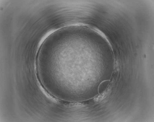 X0000070360811200606091030