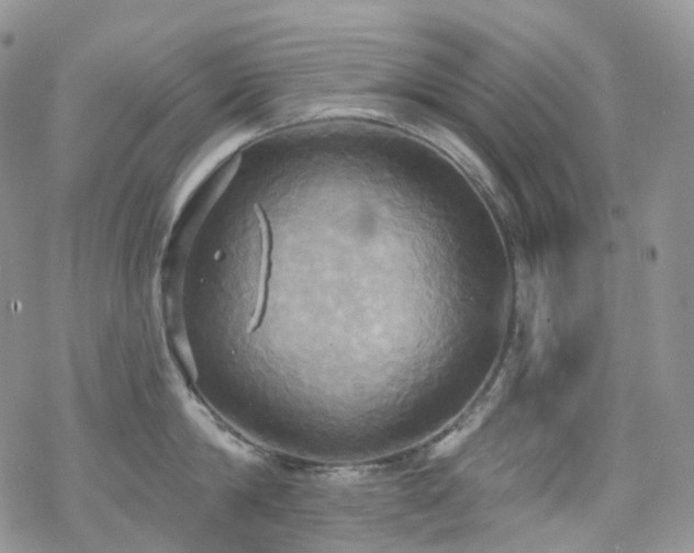 X0000070360814200606091030