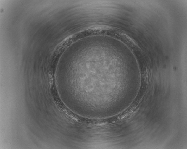 X0000070360821200606091029