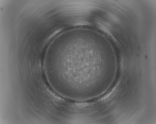 X0000070360825200606091029