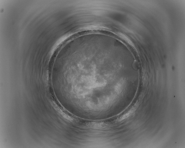 X0000070360831200606091029