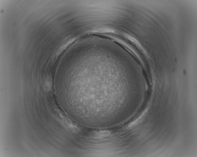 X0000070360833200606091029