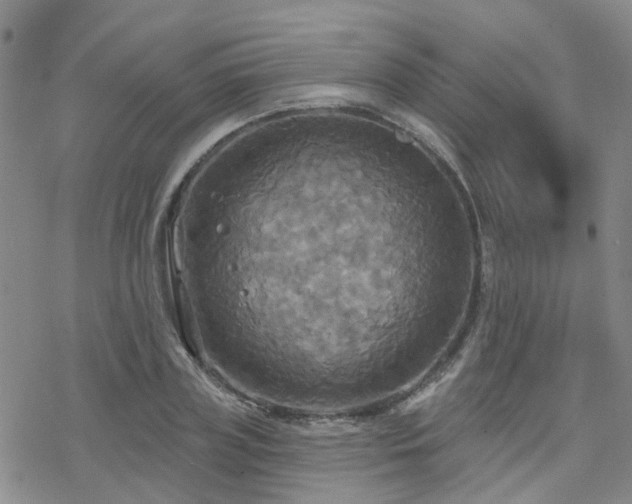 X0000070360835200606091029