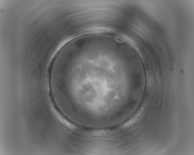 X0000070360843200606091029