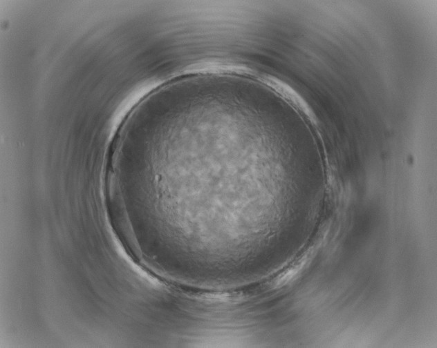 X0000070360855200606091030