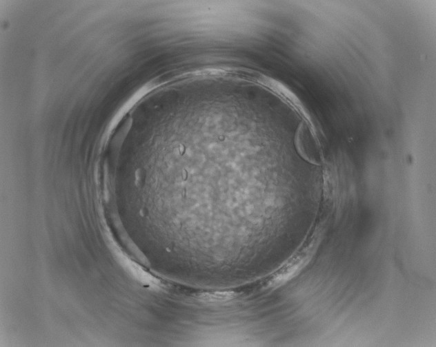 X0000070360859200606091030