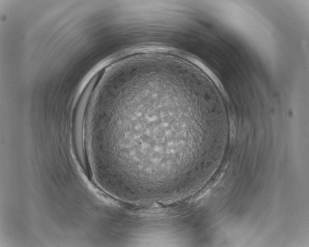 X0000070360861200606091030