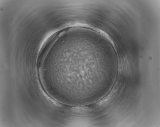 X0000070360863200606091030