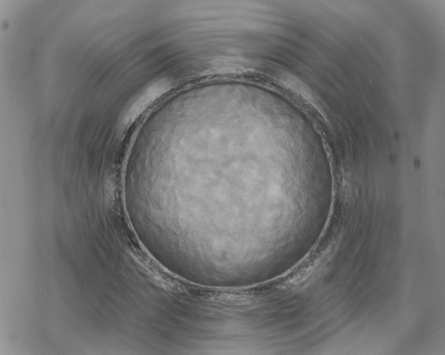 X0000070360874200606091029