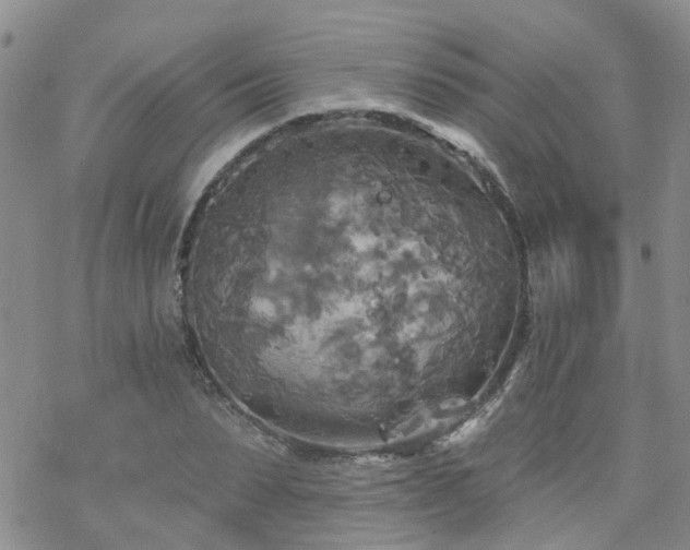 X0000070360879200606091029