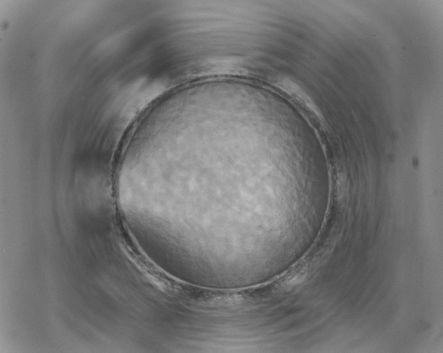 X0000070360882200606091029