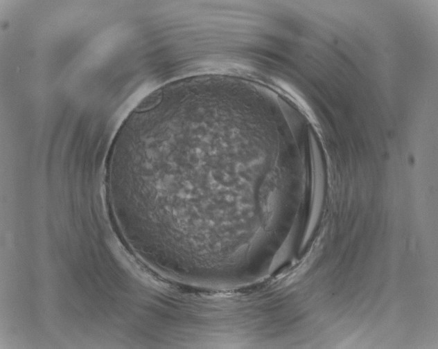 X0000070360899200606091028