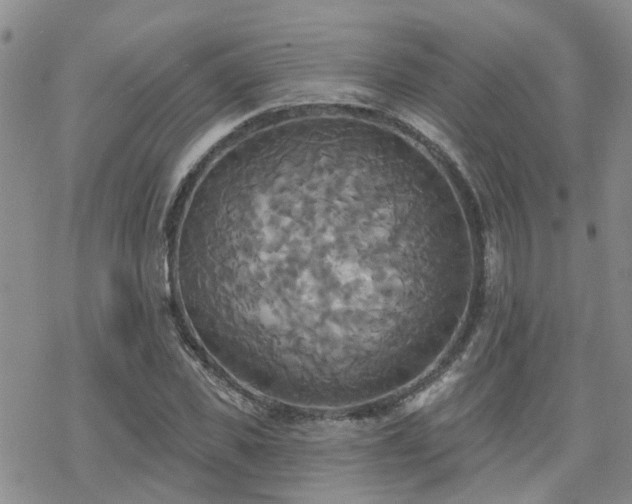 X0000070360925200606091028