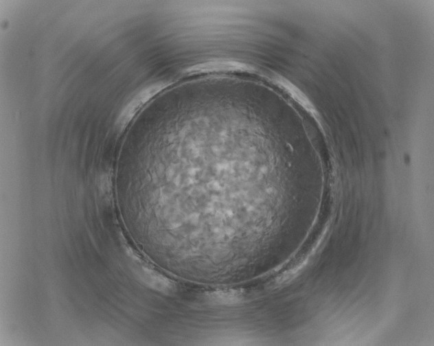 X0000070360937200606091028