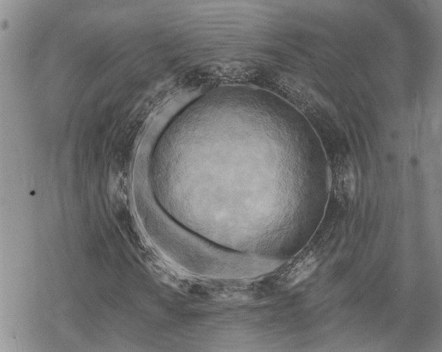 X0000070361010200606091026