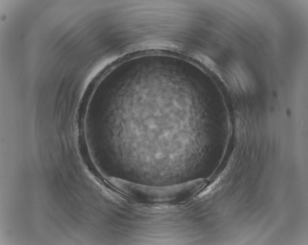 X0000070361024200606091026