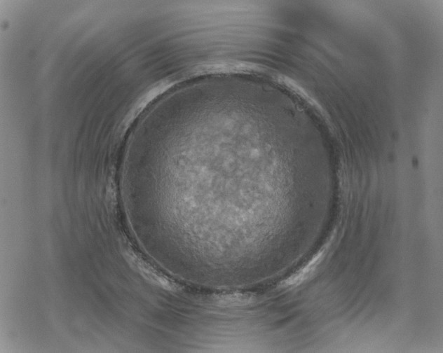 X0000070361025200606091026