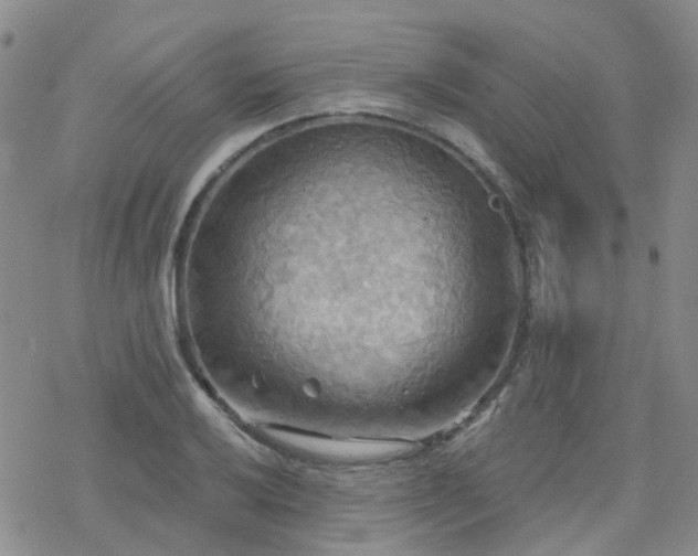 X0000070361032200606091026