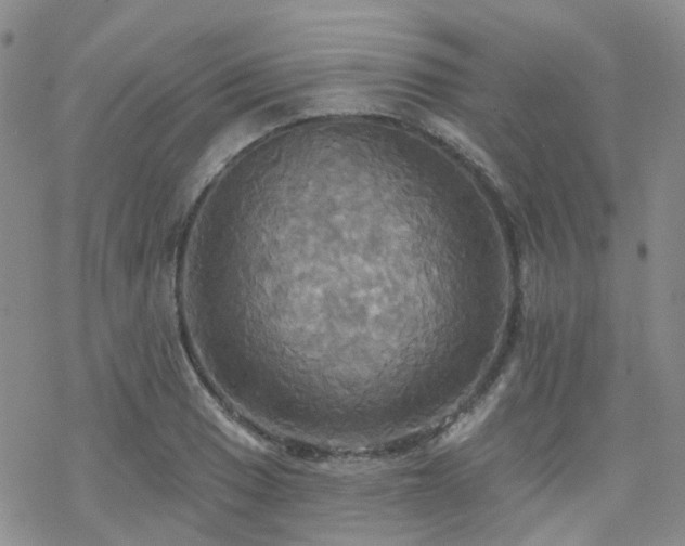 X0000070361033200606091026