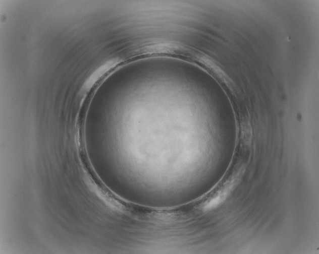 X0000070361034200606091026