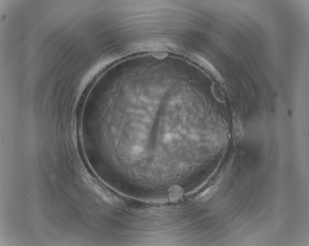 X0000070361035200606091026